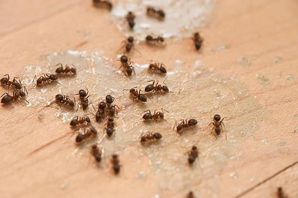 Best Pest Prevention Services  in Seatac, WA